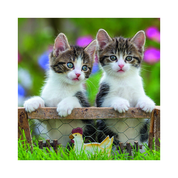 Ravensburger Cuddly Kittens 3 x 49pc Puzzle