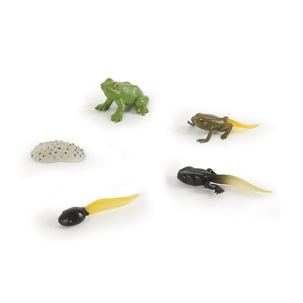 Mastermind Toys Frog Life Cycle Figurines