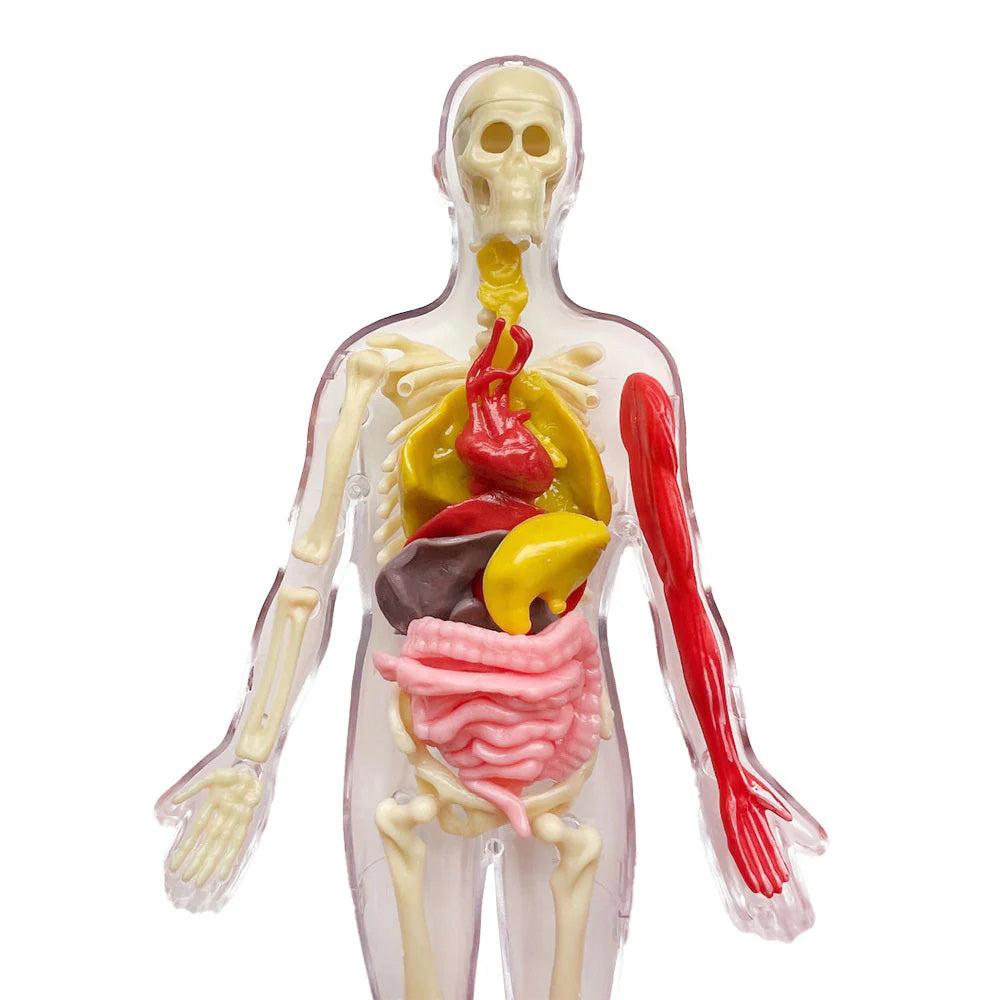 Ooze Labs: Visible Human Body – Mastermind Toys