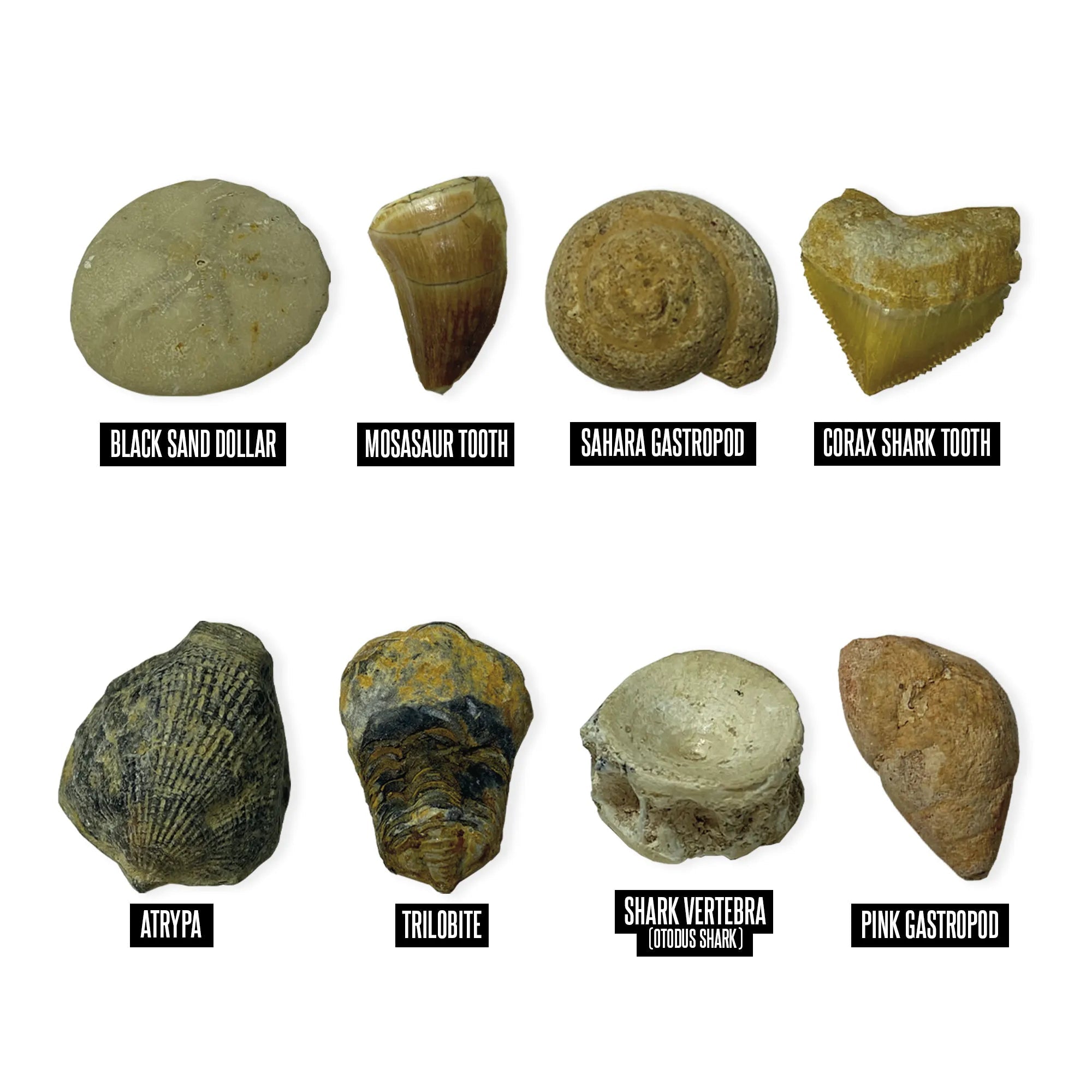 GeoSafari® Fossil Excavation Kit - Mastermind Toys___255166