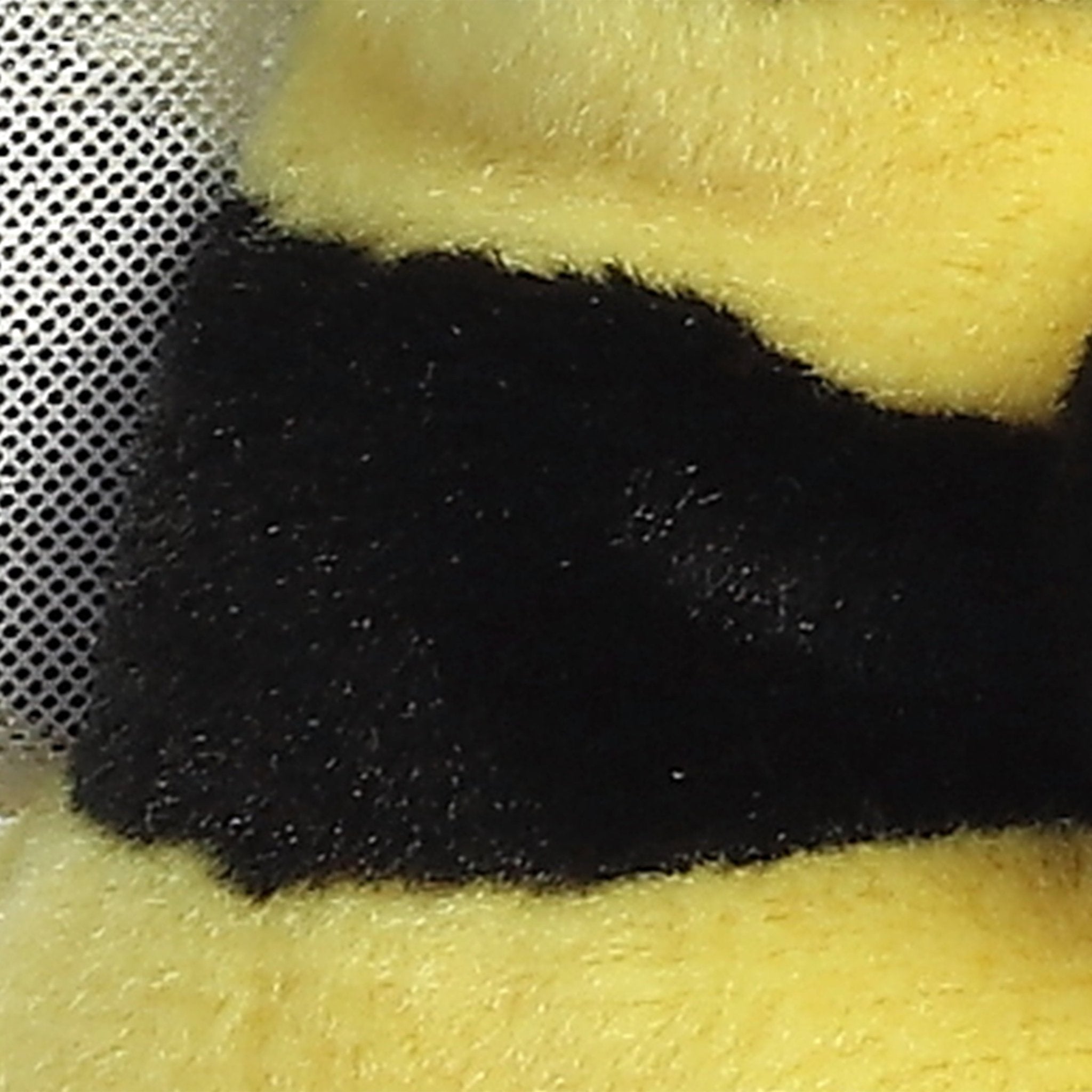 Palm Pals Queeny Bee 5" - Mastermind Toys___256214