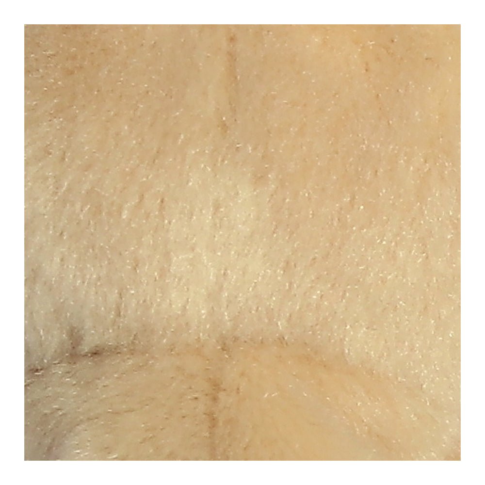 Palm Pals Sunny Lab (Dog) 5" - Mastermind Toys___237212